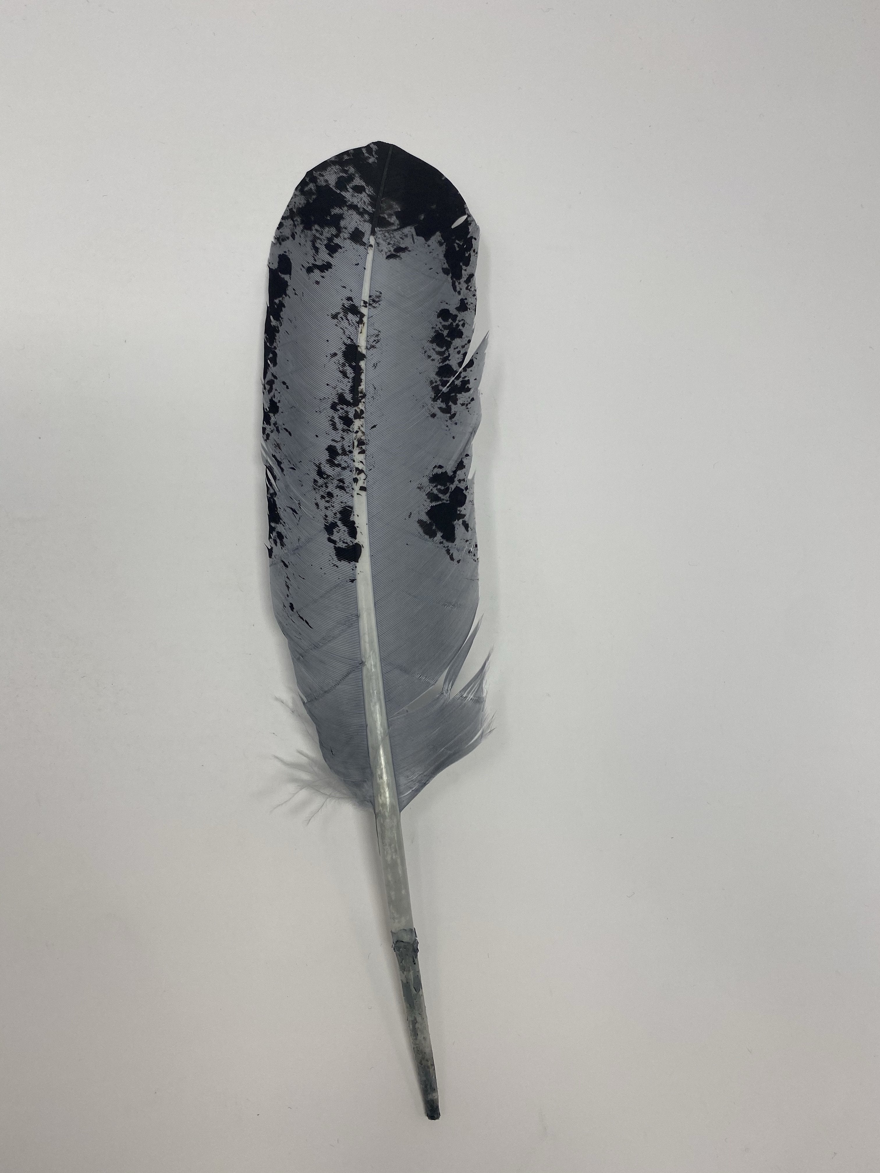 Turkey Feather- Molted Black/Grey Painted Turkey Feather - Jobes Hats