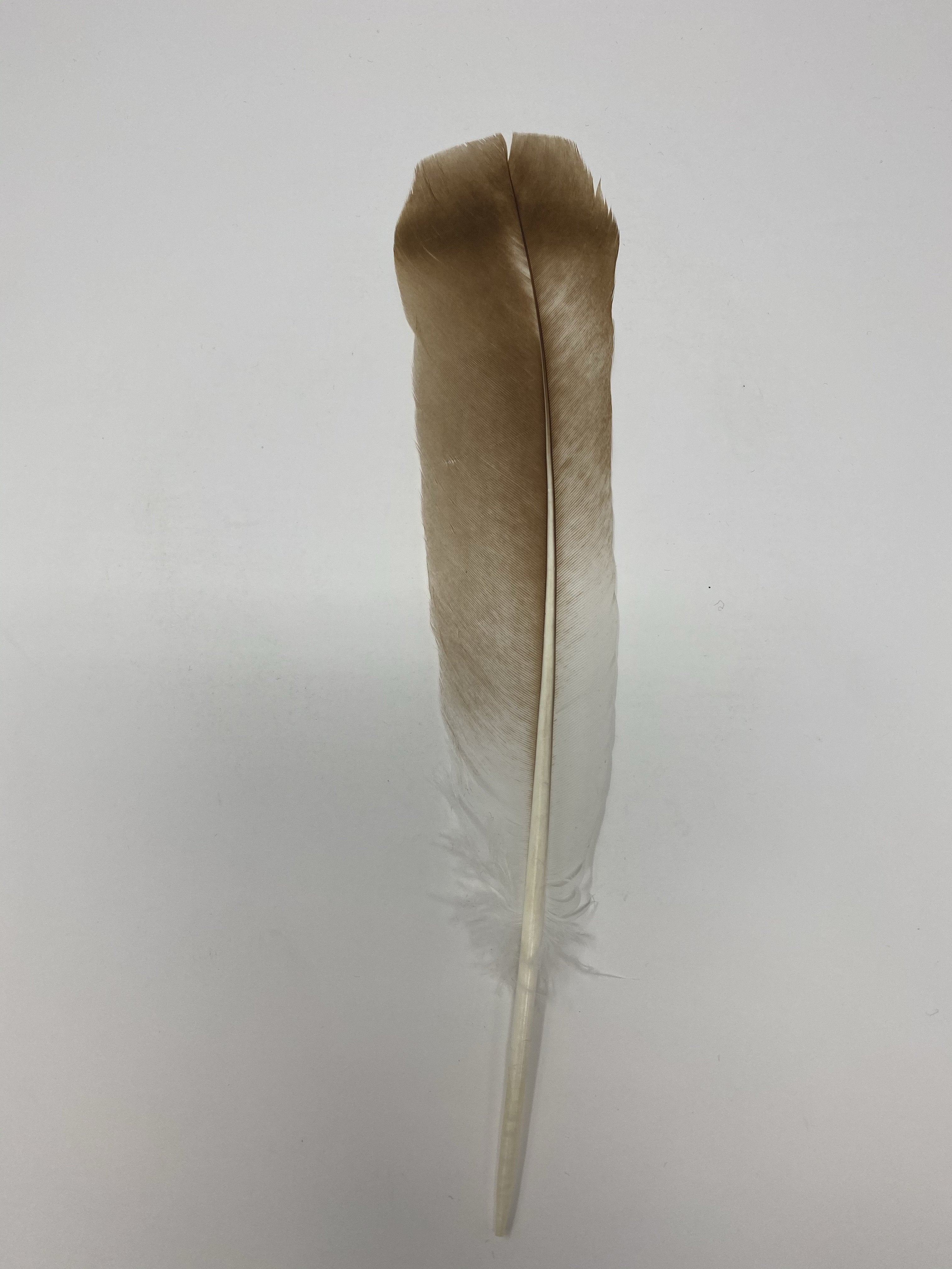 Turkey Feather- Original Turkey TAIL Feather - Jobes Hats