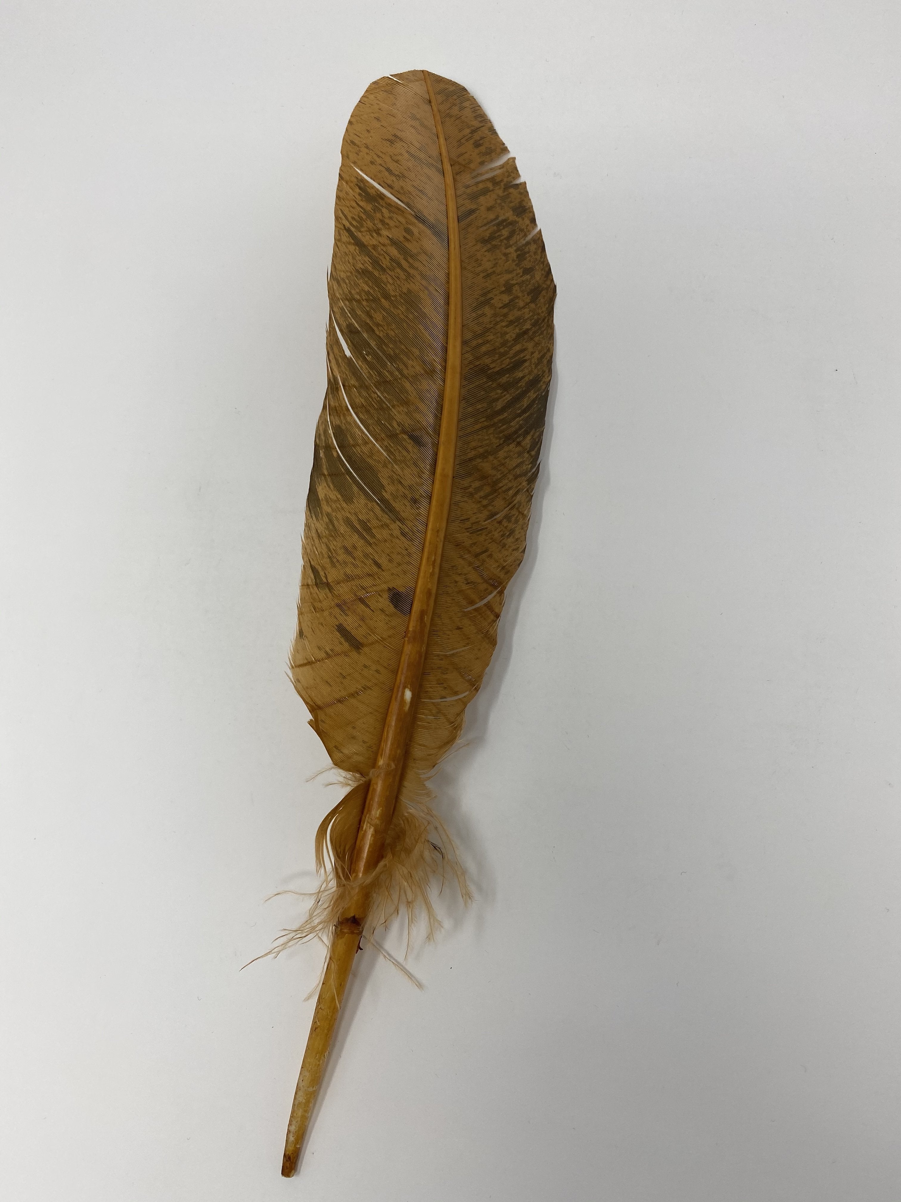 Turkey Feather-Rust Painted - Jobes Hats