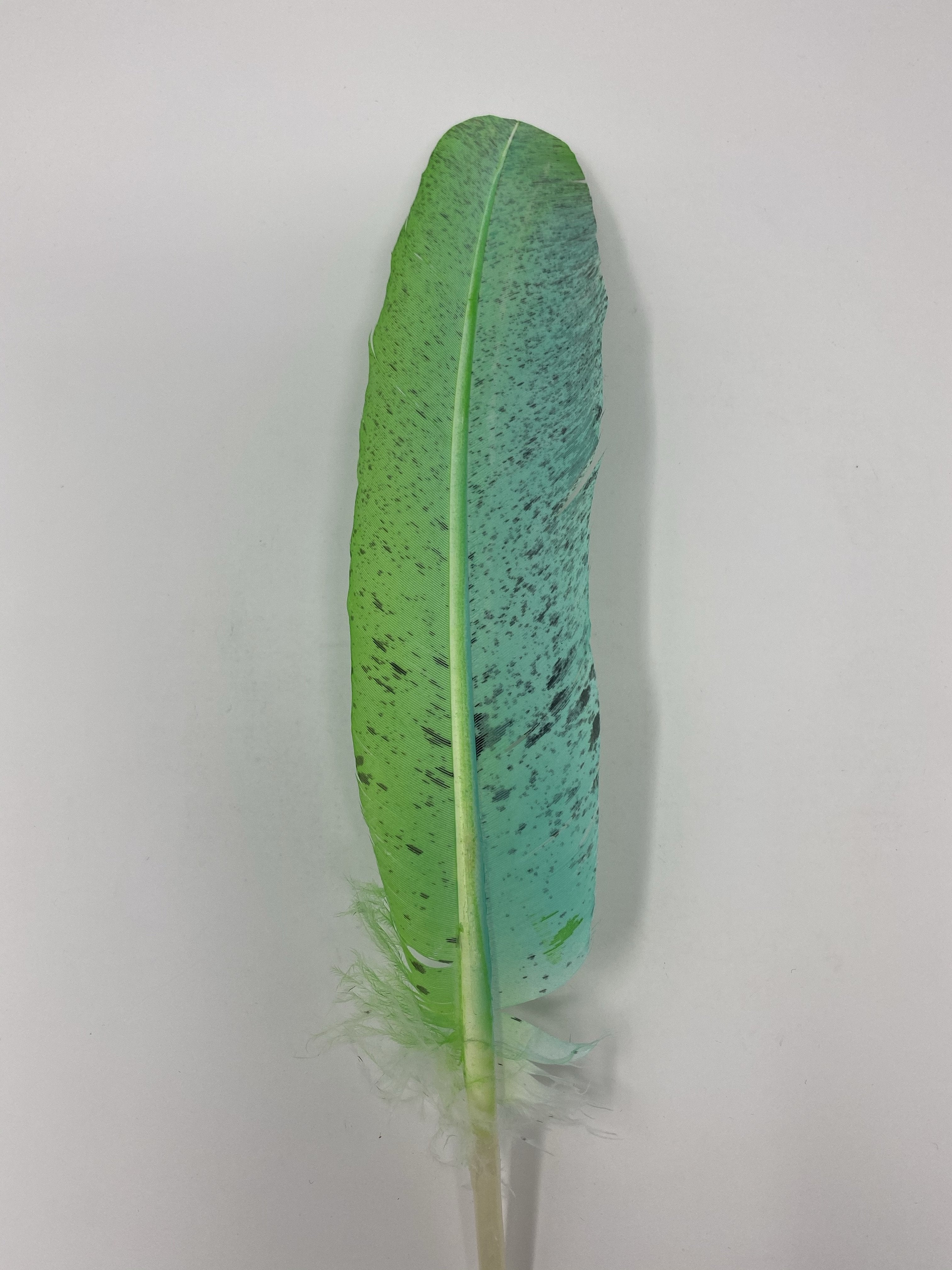 Turkey Feather- Teal/Neon Green Painted Turkey Feather - Jobes Hats