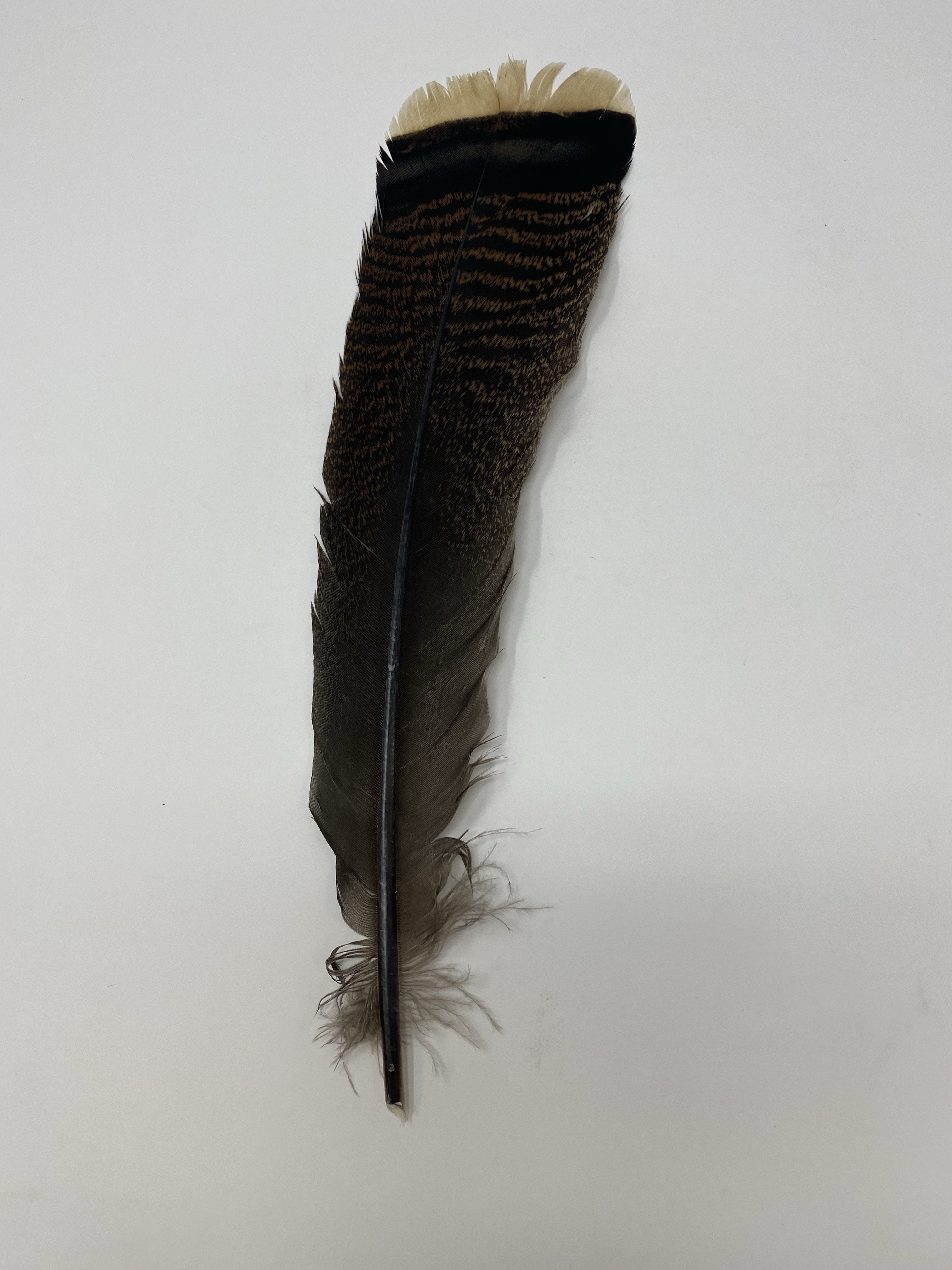 Turkey Jumbo Feather- Original Turkey Fan Feather - Jobes Hats