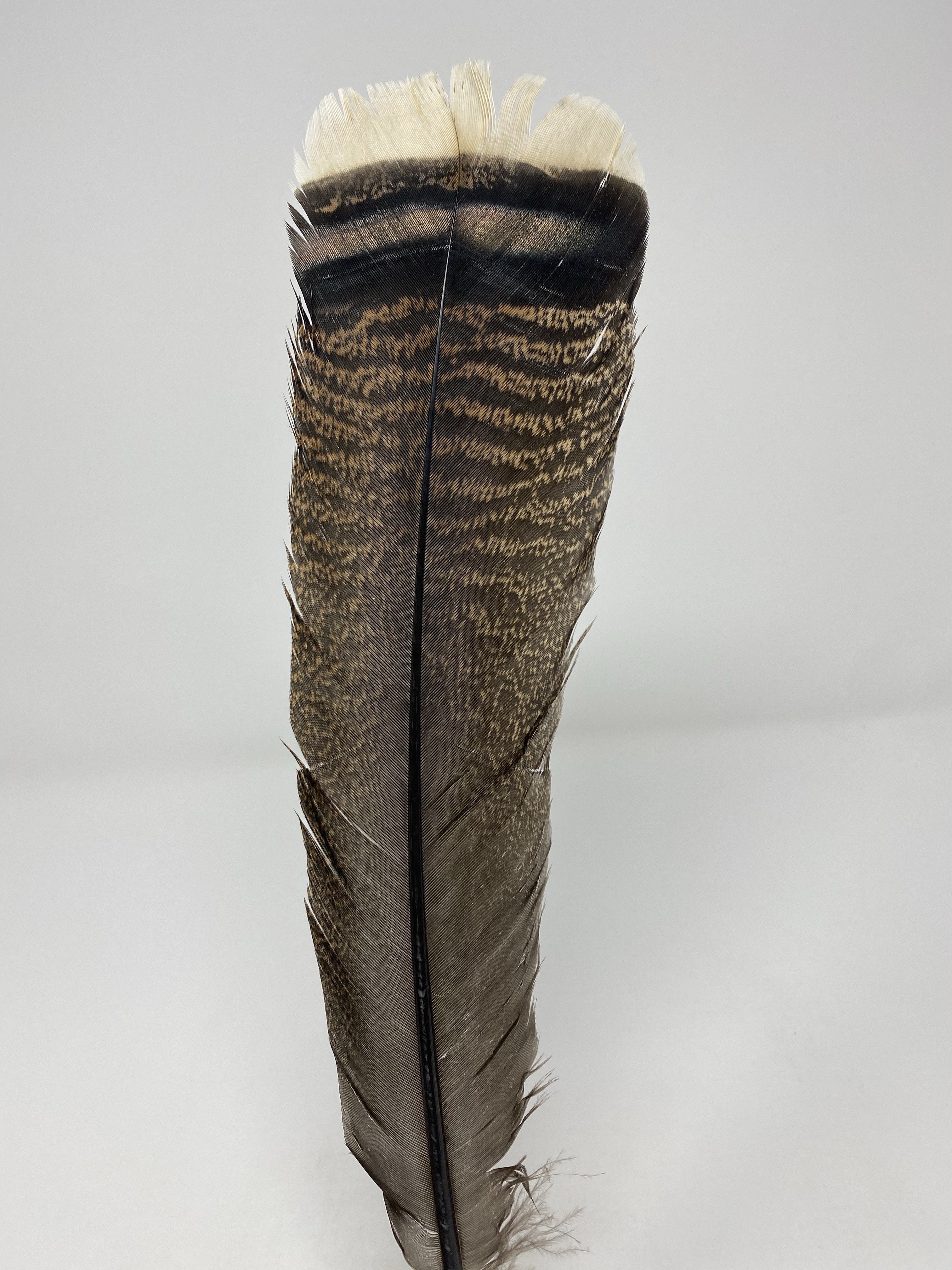Turkey Jumbo Feather- Original Turkey Fan Feather - Jobes Hats