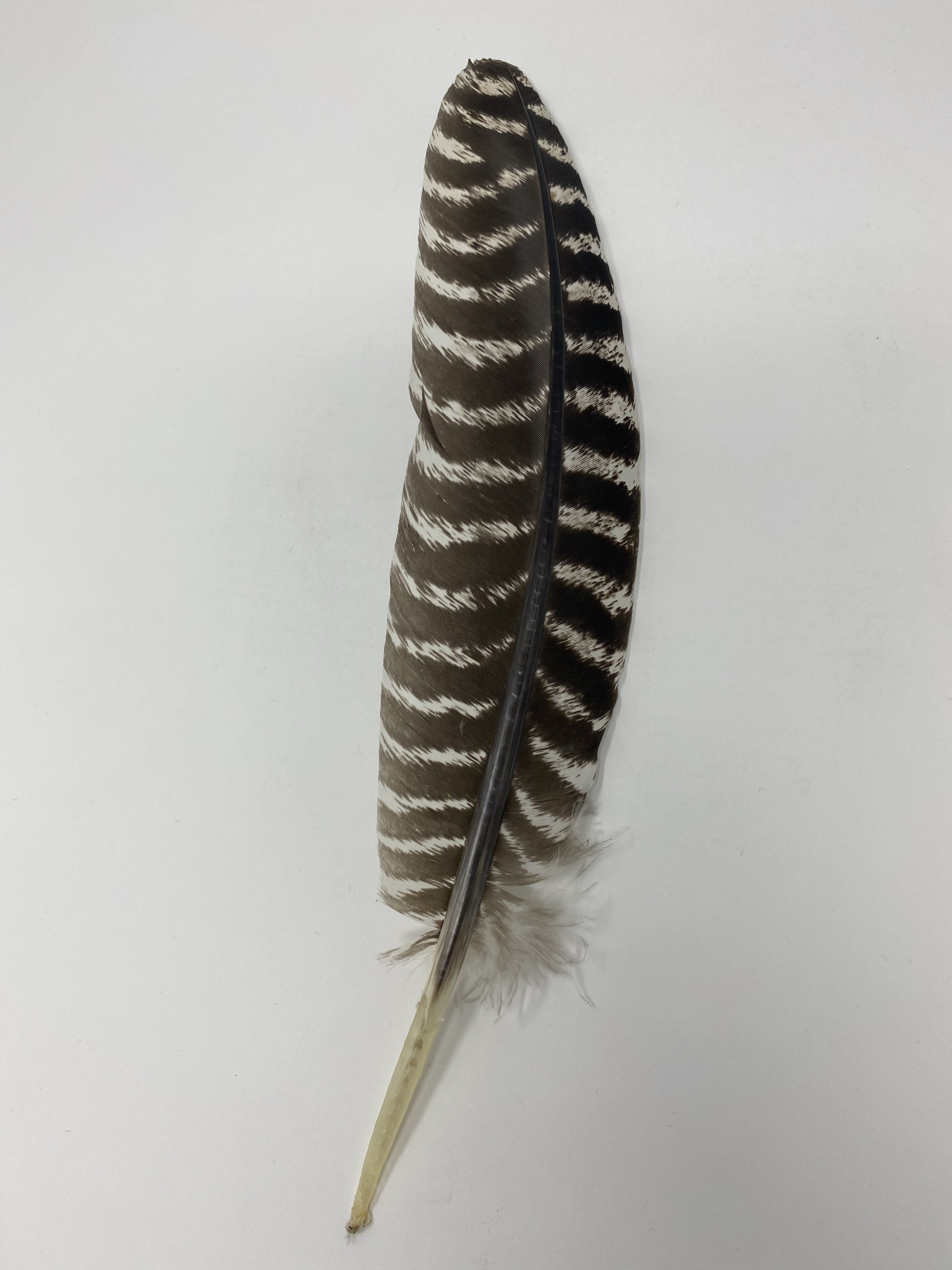 Turkey Jumbo Feather- Original Wing Turkey Feather - Jobes Hats