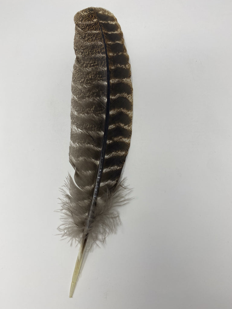 Turkey Jumbo Feather- Original Wing Turkey Feather - Jobes Hats