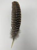 Turkey Jumbo Feather- Original Wing Turkey Feather
